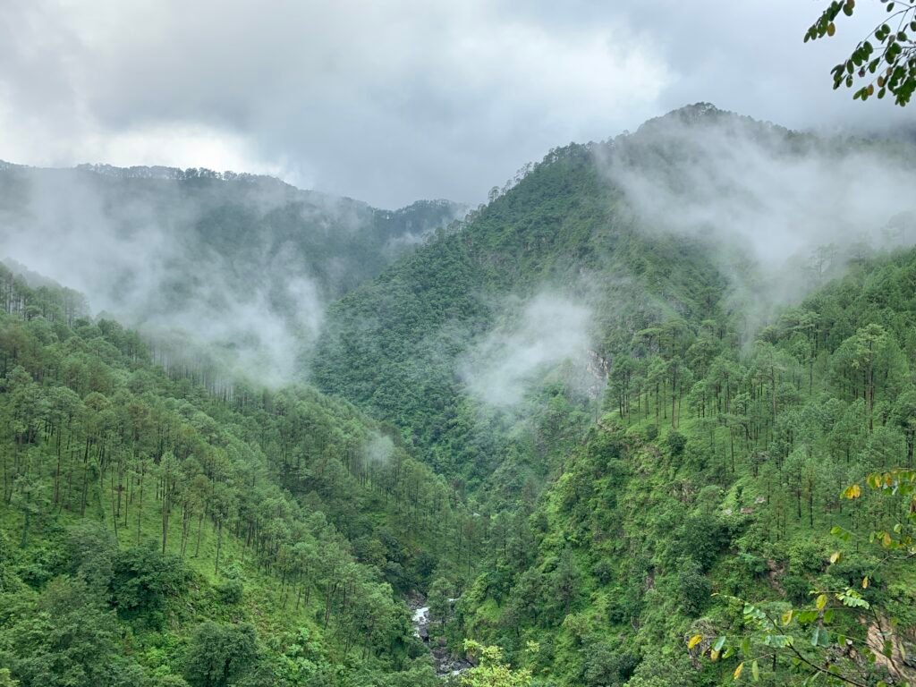 Coniferous forest and the valley below
